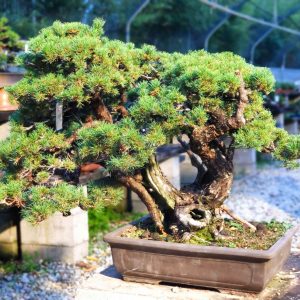 Pinus pentaphylla zuisho