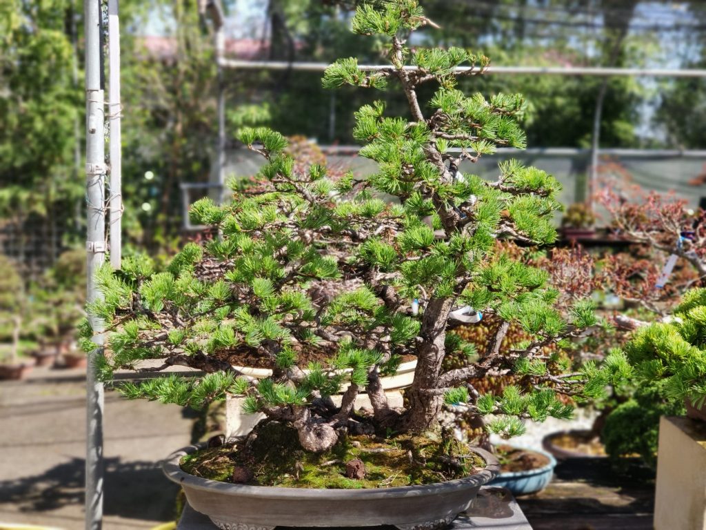 bonsai