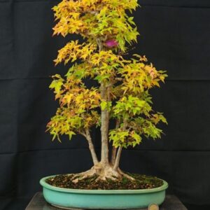 Acer Buergerianum