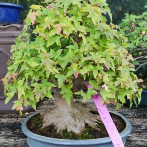 Acer Buergerianum Shoin
