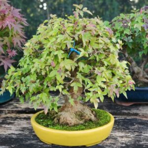 Acer Burgerianum Shoin