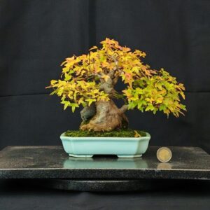 Acer Buergerianum Shoin