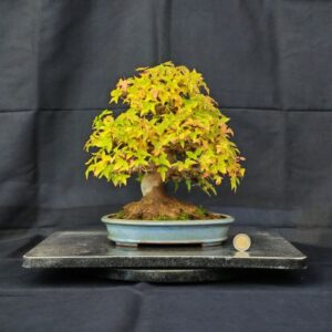Acer Buergerianum Shoin