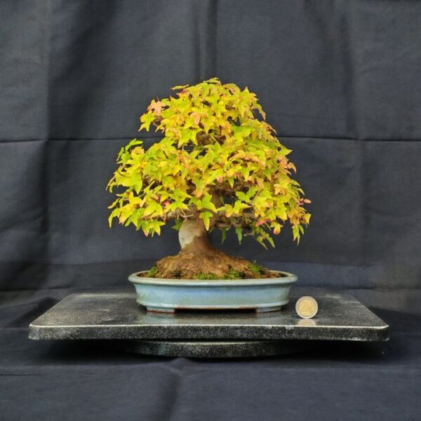 Acer Buergerianum Shoin
