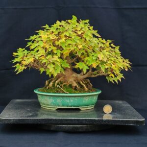 Acer Buergerianum Shoin