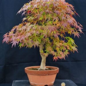 Acer Palmatum