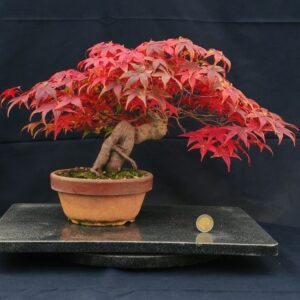 Acer Palmatum Deshojo Shoin