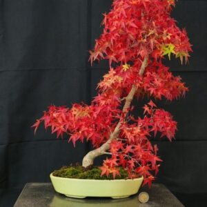 Acer Palmatum