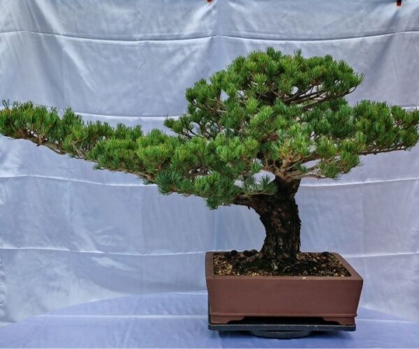 Pinus Pentaphylla