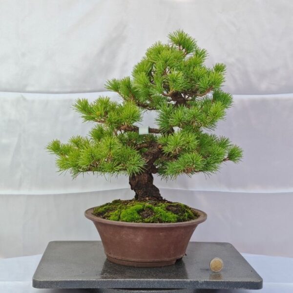Pinus Pentaphylla