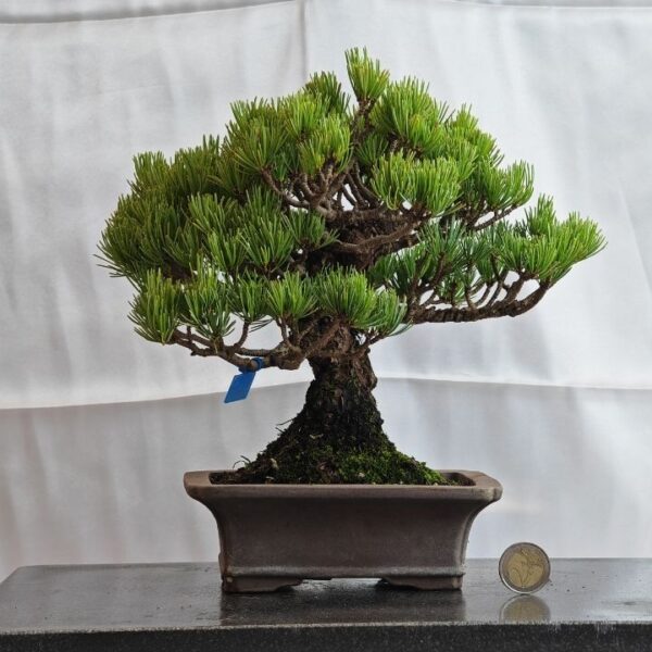 Pinus Pentaphylla Shoin